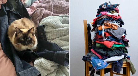 Cat's new hobby is terrorizing the neighborhood. No one knows whose underwear might be stolen next