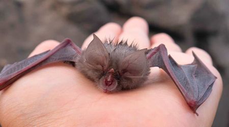 Woman tending to 'lifeless' bat in her garden doesn't know she's given her '7 extra days' to live