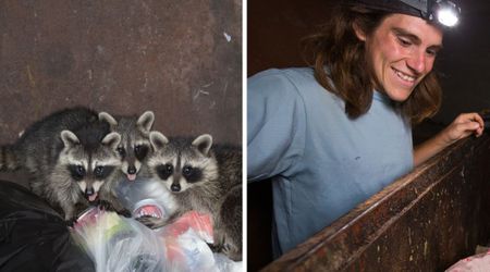Plump raccoons steal birthday boy's thunder, outdo 'dumpster diver' at his own game