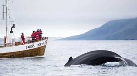 Speeding boat rams into a whale playing with her child. Drone footage captures the heartbreaking moment