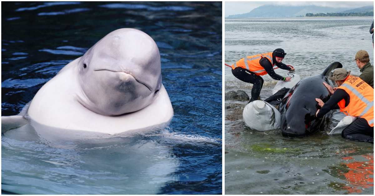 (L) A Beluga whale poking its head out of the water; (R) Team rescuing a beached whale. (Representative Cover Image Source: Getty Images | Photo by (L) Kevin Schafer; (R) Gary Webber)