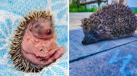 Girl performs CPR to rescue 2-inch newborn baby hedgehog — and then raises it at home