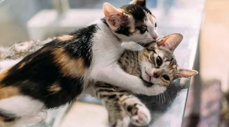 Man tries to adopt a kitten desperately clinging to sibling — he then did right by both of them