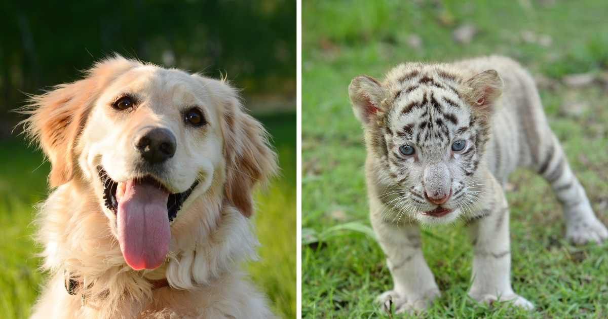 (L) A happy-looking golden retriever dog. (R) A white tiger pup. (Representative Image Source: Getty Images | Photo by (L) Westend61, (R) anankkml) 