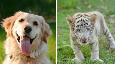 Golden Retriever adopts three white Bengal tiger pups: 'She automatically just let them nurse...'