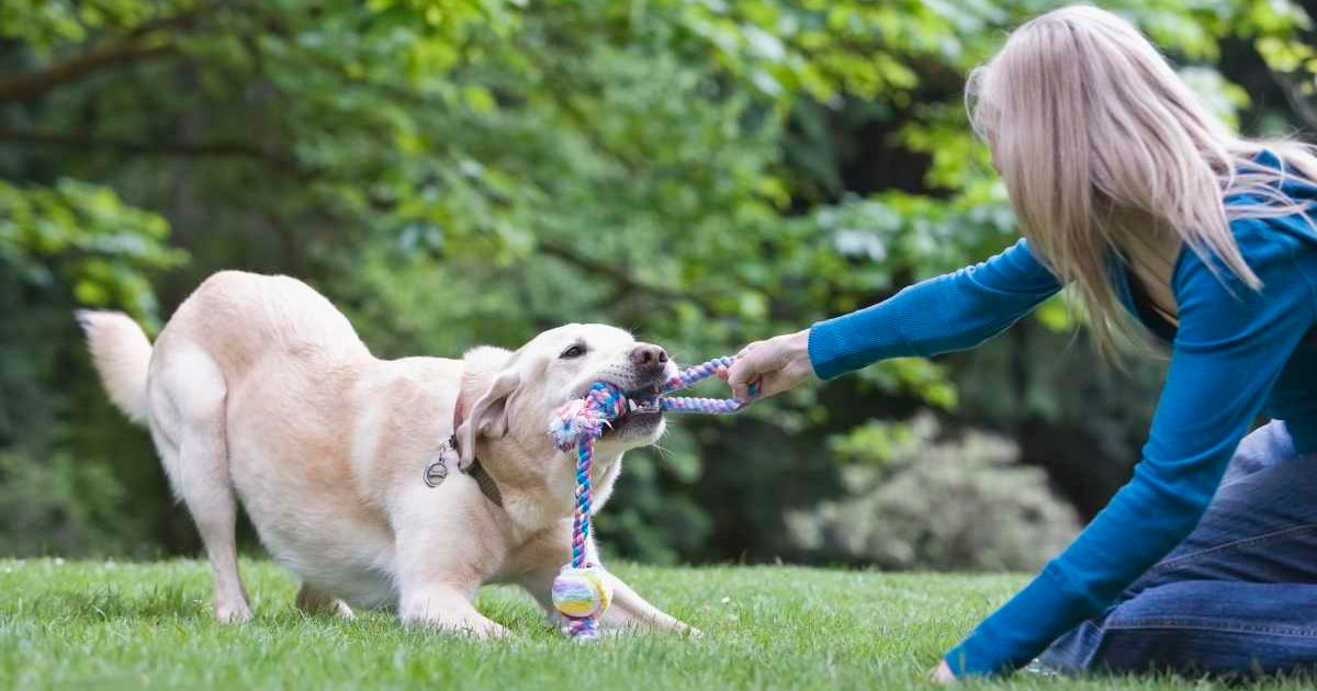 Girl playing tug-of-war with dog. (Representative Cover Image Source: Getty Images | Jetta Productions/Walter Hodges)