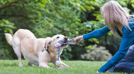 Expert warns against trying to calm your dog with too many toys — what you should do instead