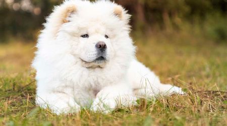 Family was worried something was wrong with their puppy’s eyes – but her disability made her truly ‘special’