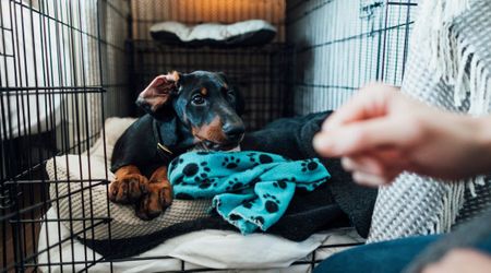 Foster dog was terrified to step outside the crate for the first time — until something made her pause and look up