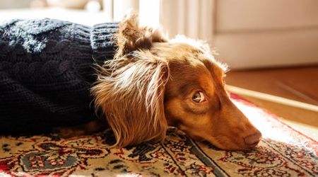 20-year-old dachshund who was homeless after losing his elderly owners is now living his best life