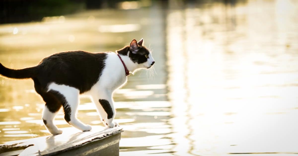 Cat near a canal. (Representative Cover Image Source: Getty Images | Aylata)