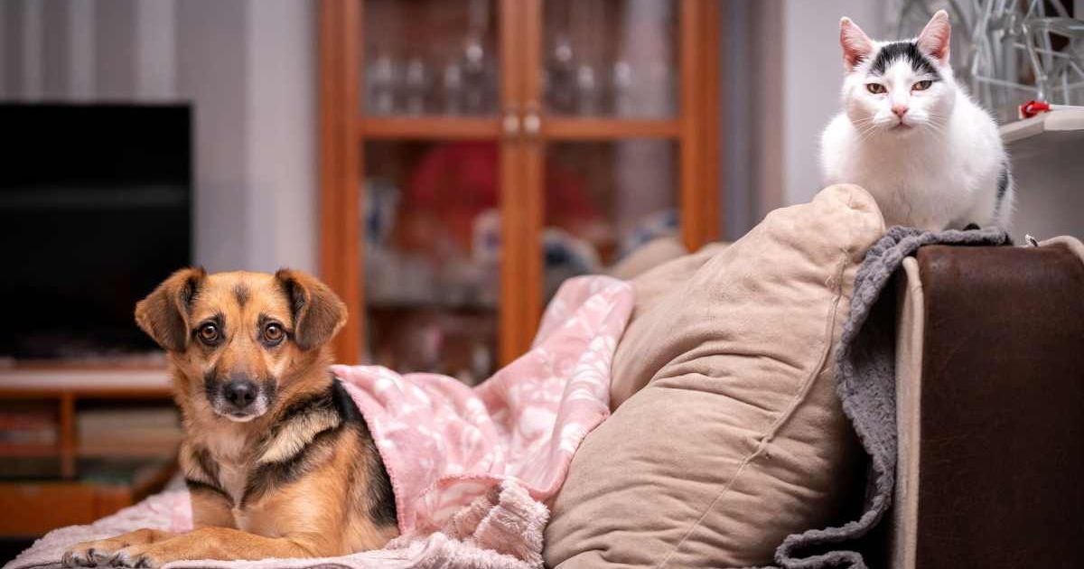 Dog and cat on the couch at home. (Representative Cover Image Source: Getty Images | Anita Kot)