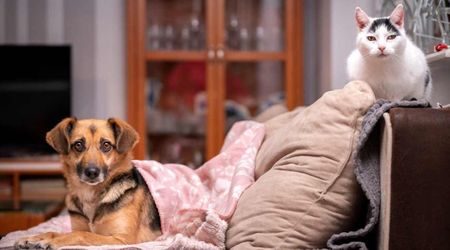 Research finally answers the age-old question: Do pet owners love their dogs or cats more?