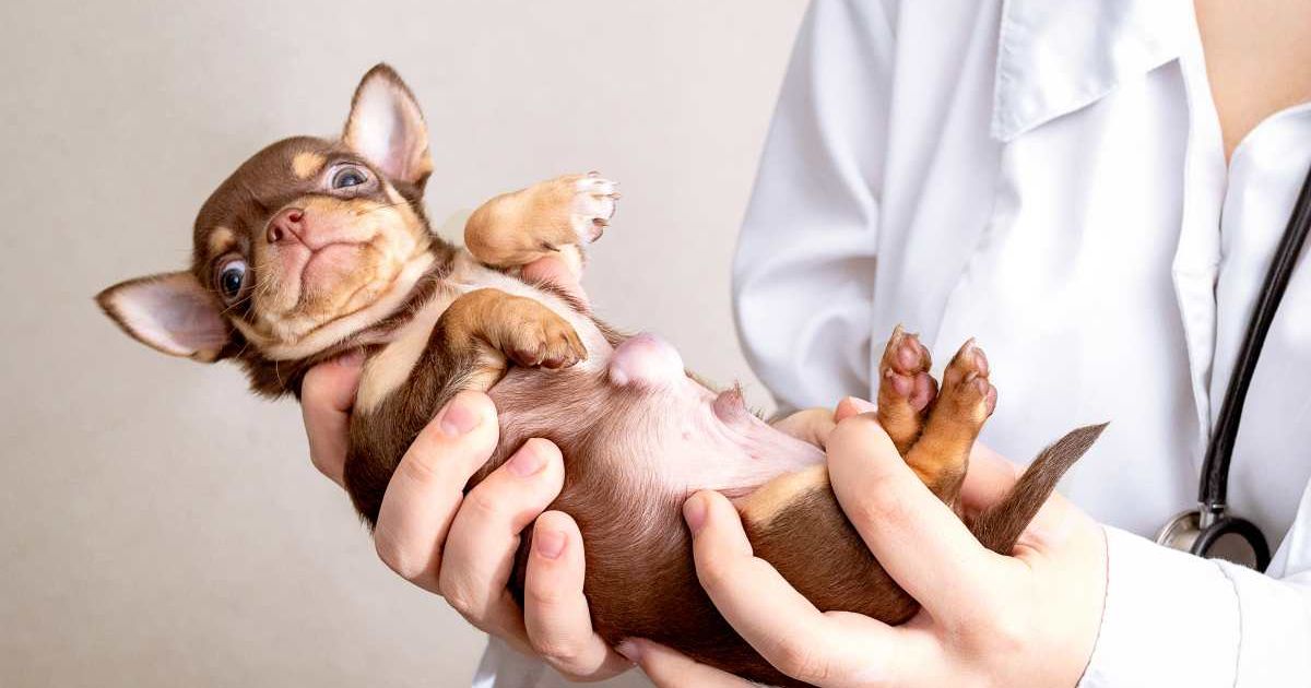 A vet holding a small Chihuahua puppy. (Representative Image Source: Getty Images | Lora0212)