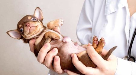 The ‘world’s tiniest X-ray’ saves 4-week-old puppy after urgent visit to the vet