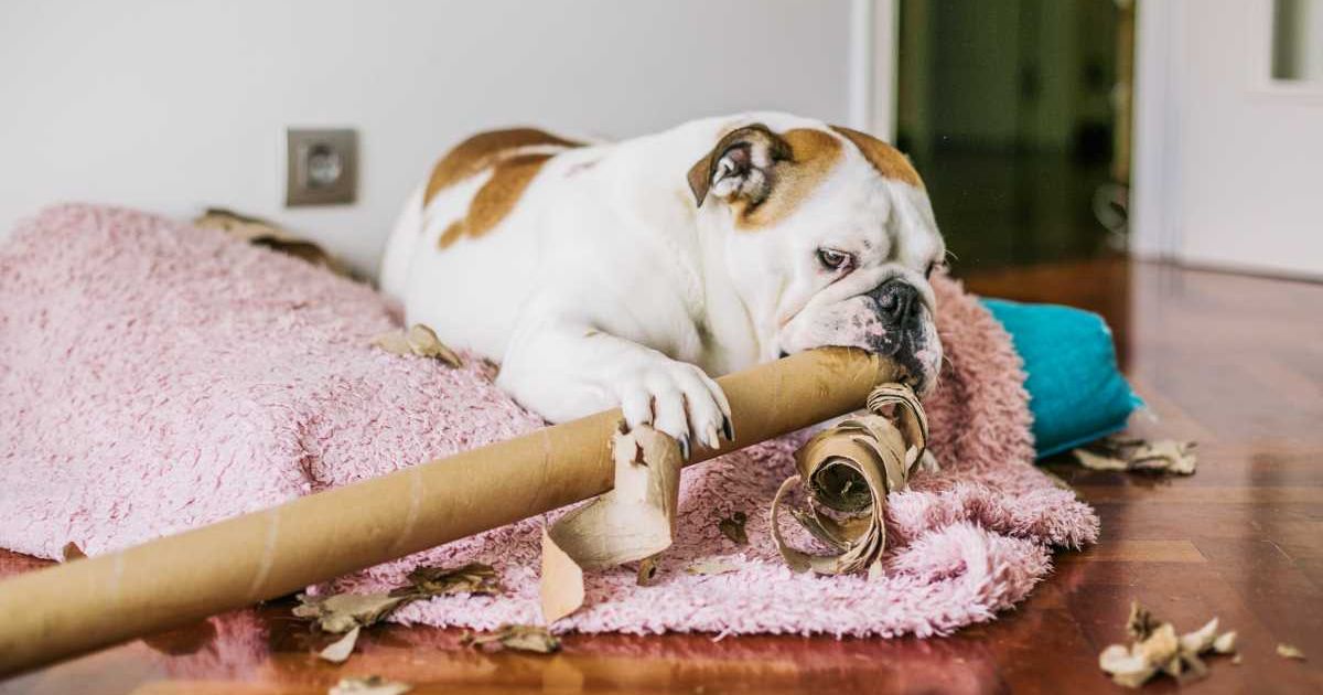 Dog bites a cardboard tube. (Representative Image Source: Getty Images | Carol Yepes)