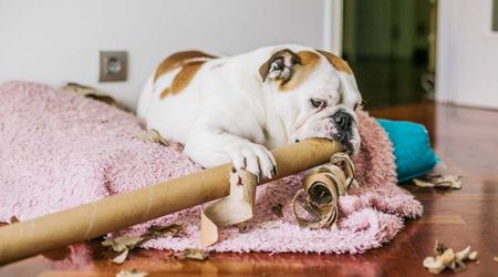 Nominees for ‘most unusual pet insurance claim’ are here — each vet story is more outrageous than the last