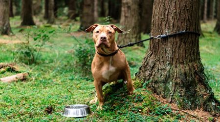 Family abandons pet pit bull in the park with a heartbreaking note - a single phone call turned his life around