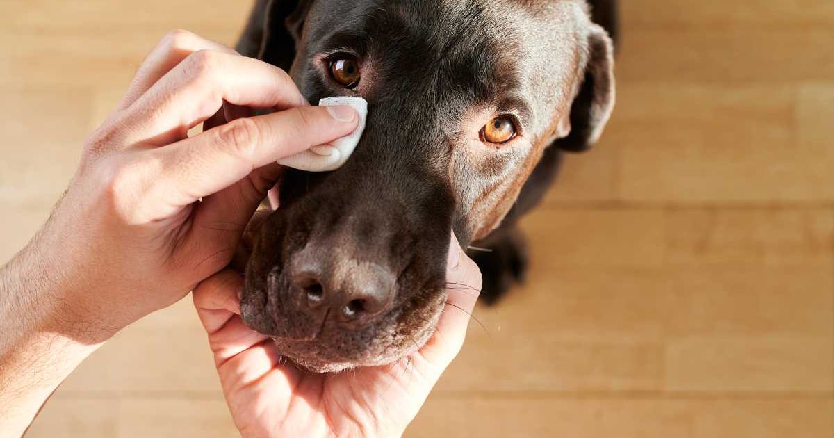 Man's hand cleaning dog's eyes (Representative Image Source: Getty Images | Daniel de Andres Jimenez)