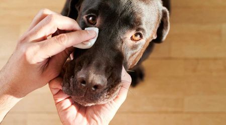 Vet reveals what your dog really thinks when you clean their eye boogie – explains why they tolerate it