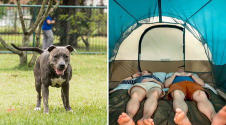 Distressed pit bull approaches a stranger in the park – his cry for help saved his owner’s life