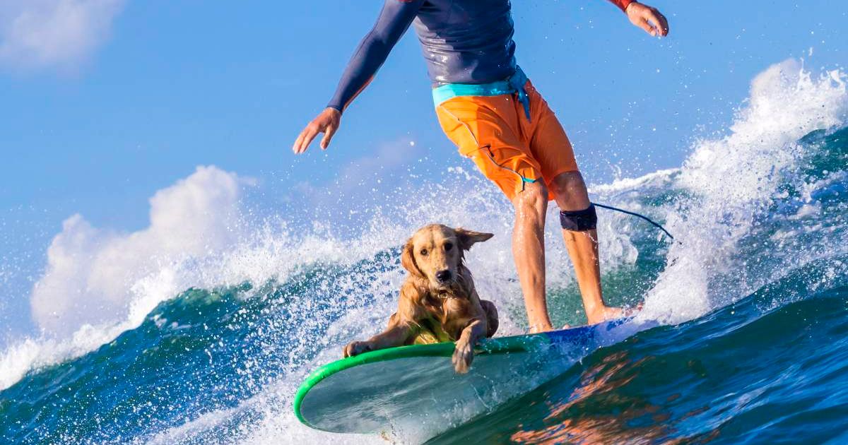 Surfer with a dog on the surfboard. (Representative Cover Image Source: Getty Images | Konstantin Trubavin)