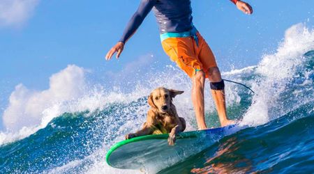 8 unforgettable moments from the Dog Surf Championship 2025