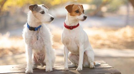 Dog’s DNA test after her tragic passing surprises owner with an unexpected result – ‘72 percent match’