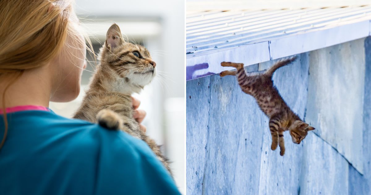 (L) Representative image of a woman holding a kitten, (R) Kitten jumping from the bridge (Cover Image Source: Getty Images | (L) ilkermetinkursova, (R) Sergio Amiti