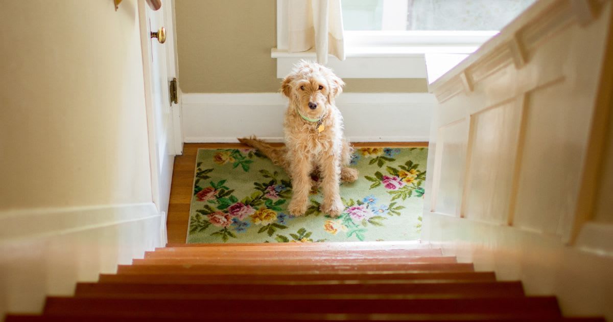 Goldendoodle puppy sitting at the bottom of a staircase. Representative Cover Image Source: Getty Images | Jules Clark. 