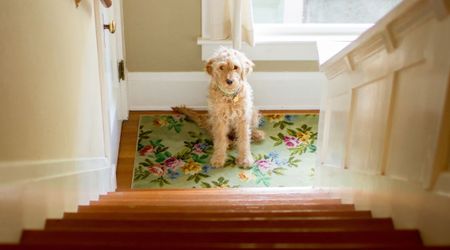 There’s one part of the house your dog dreads more than anything – but expert swears by 4 tips to get over the fear
