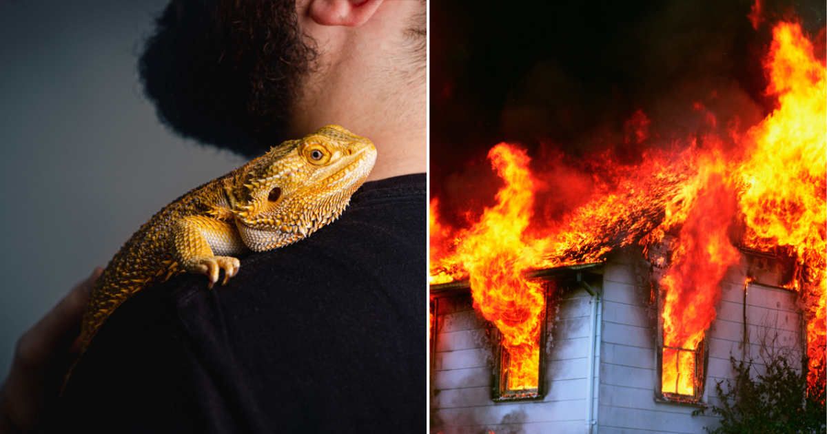 (L) A bearded dragon on the shoulder of his owner; (R) Flames emitting out of a burning house. (Representative Image Source: Getty Images | (L) Pavlina Popovska; (R) Glowimages)