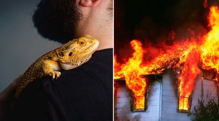 Hero lizard saved his owner’s life when the smoke alarm failed to wake him up during a scary house fire