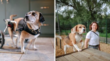 Brutal bike crash left this dog paralyzed and hopeless – then one phone call gave him a second chance 