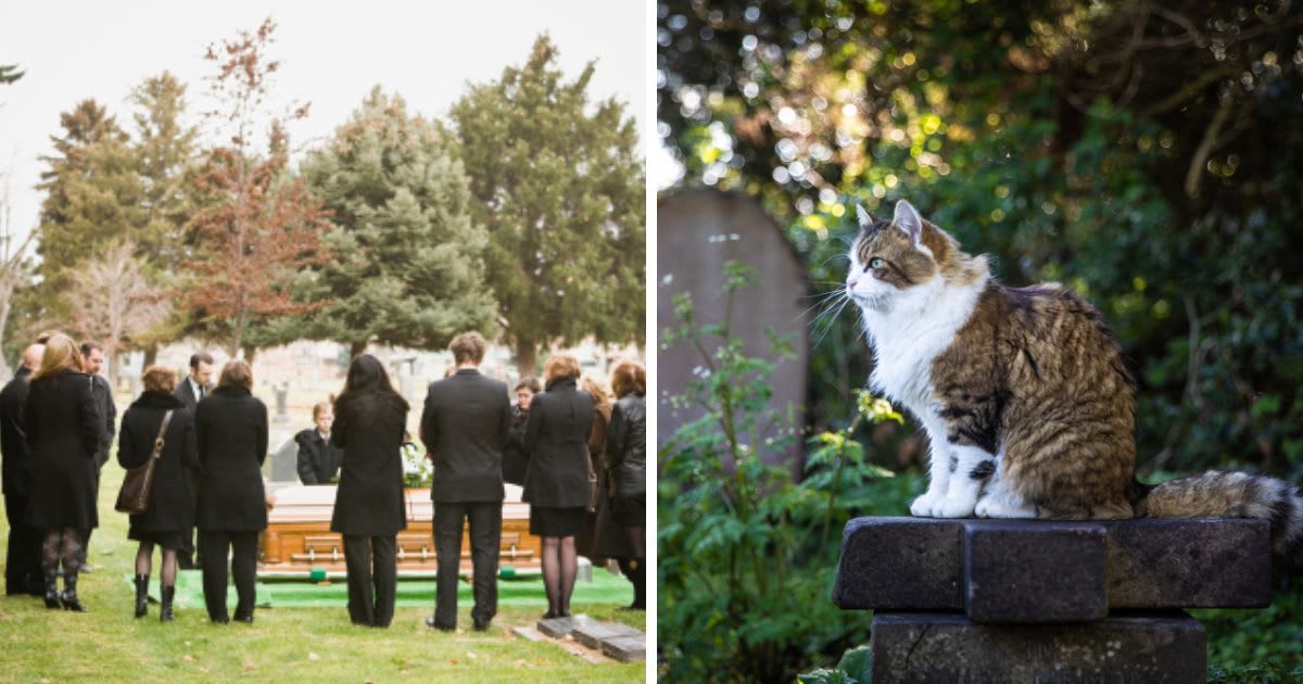 (L) Outdoor shot of a funeral, (R) Cat in a graveyard. (Representative Cover Image Source: Getty Images | (L) RubberBall Productions, (R) Mimi Van Praagh)