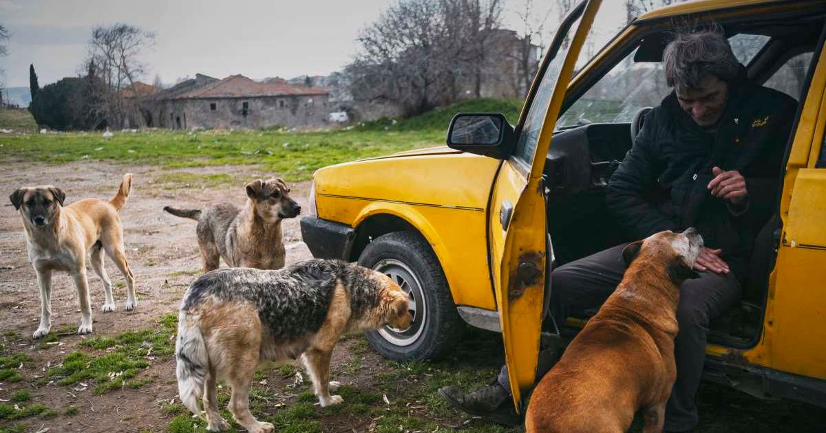 Man feeding stray dogs. (Representative Cover Image Source: Getty Images | U.Ozel.Images)