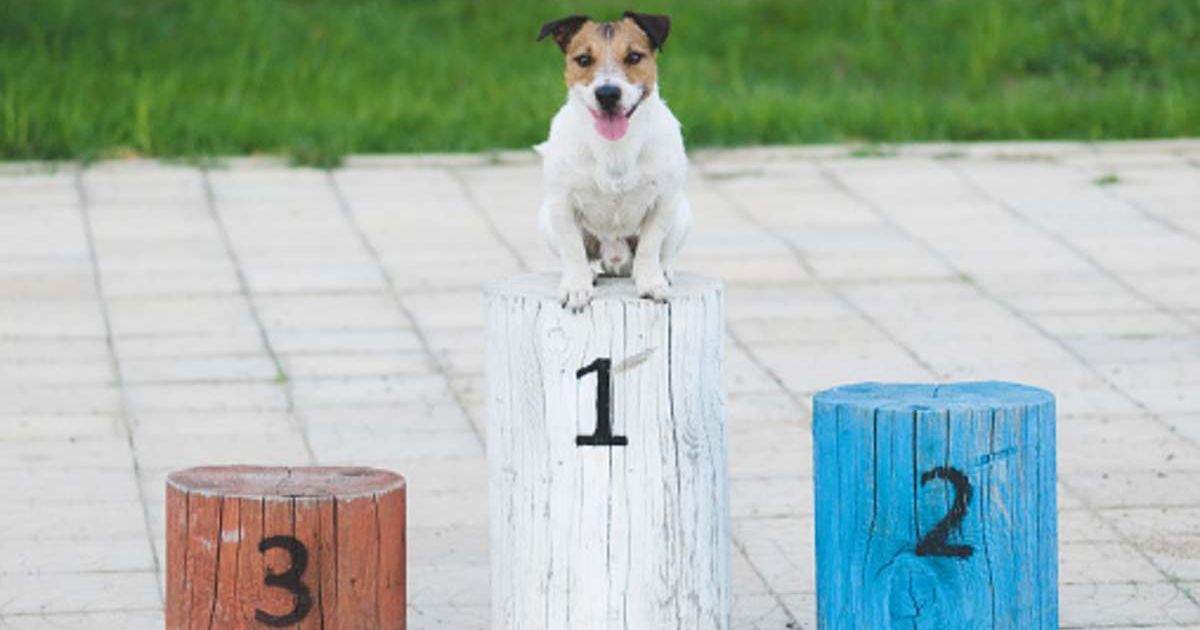 Champion dog on a pedestal. (Representative Cover Image Source: Getty Images | alexei_tm)