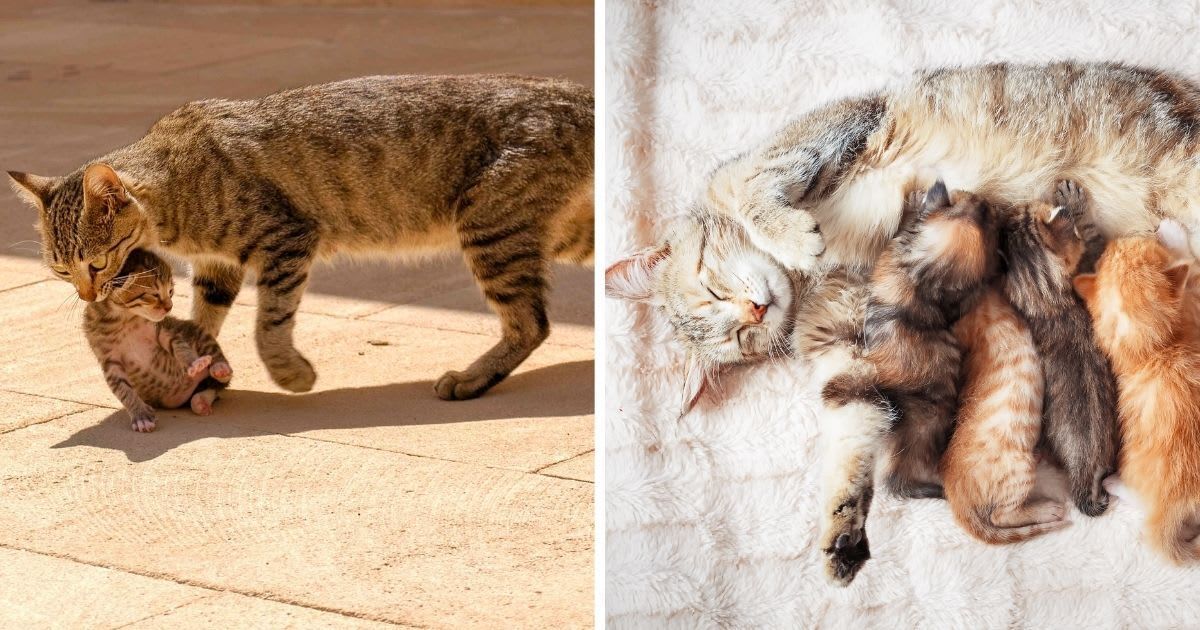 (L) Mom cat carrying her baby, (R) Mother cat nursing baby kittens. (Representative Cover Image Source: Getty Images | (L) Rufat Yusubov, (R) bozhdb)