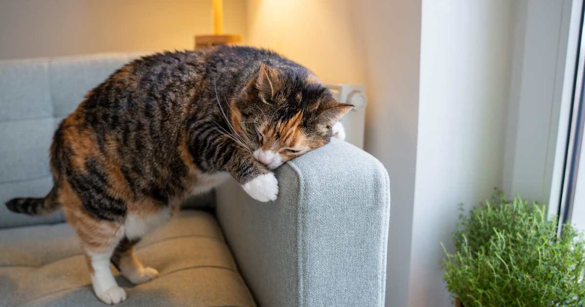 A cat rubbing against sofa. (Representative Cover Image Source: Getty | Dima Berlin)