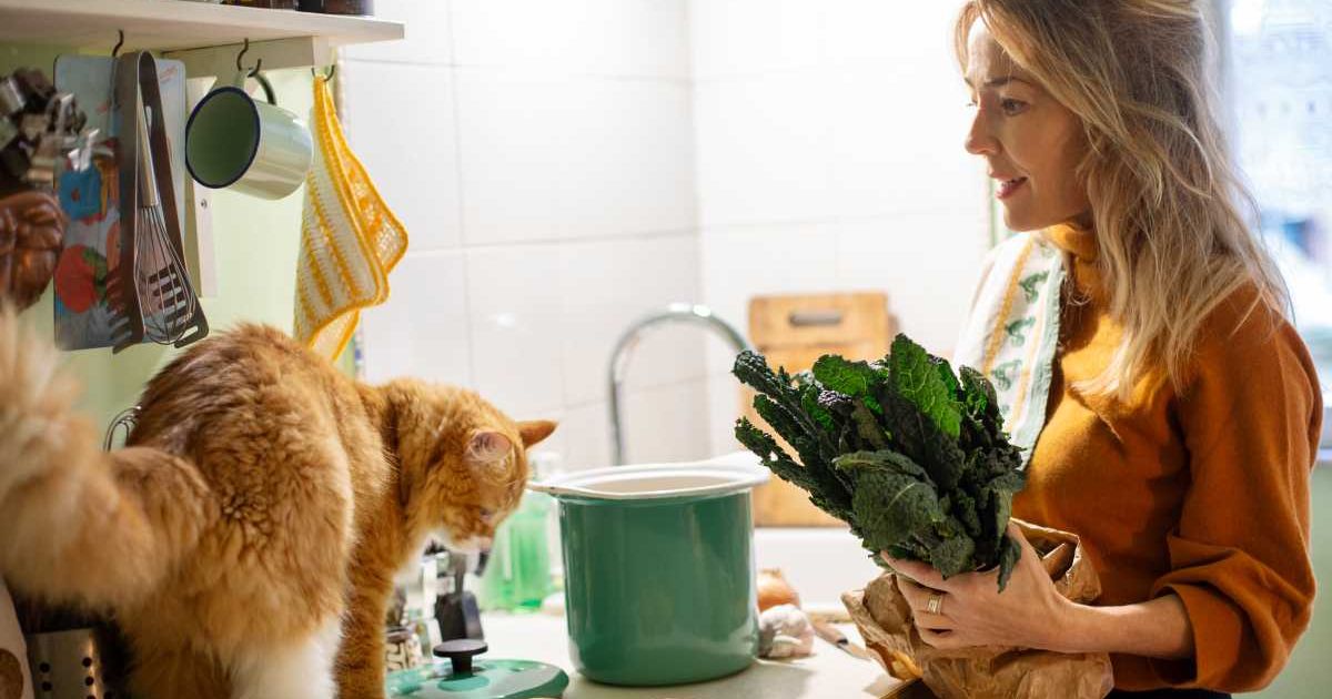 Woman making soup, her cat on the kitchen counter. (Representative Cover Image Source: Getty Images |Kathrin Ziegler)