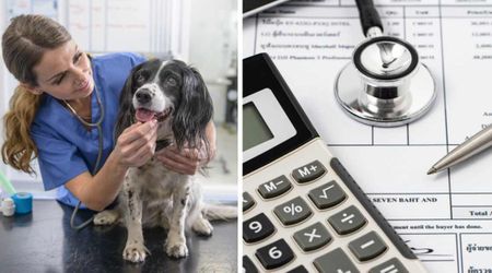 Vet swears by 4 preventive measures for your dog that can save you a hefty medical bill