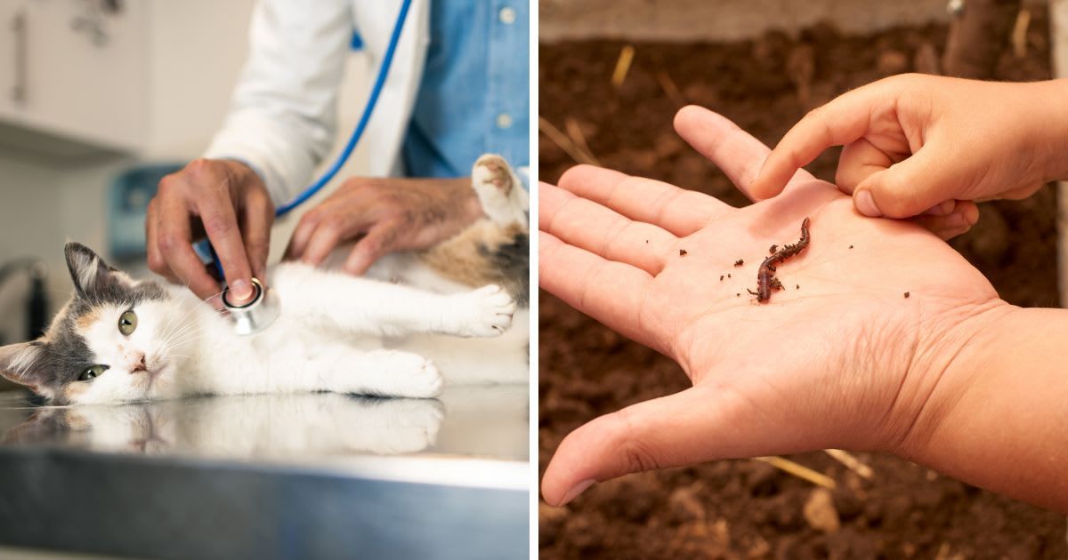 (L) Veterinarian examines the pet, (R) Man points at an earthworm in an adult's hand in a garden. (Representative Cover Image Source: Getty Images | (L)	MixMedia, (R) Pablo Jeffs Munizaga - Fototrekking)