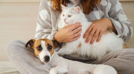 Do dogs and cats really know what their owners think? An animal behaviorist puts all your doubts away