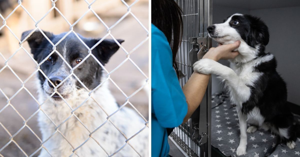 (L) A black-and-white dog behind a chain-link fence; (R) A black-and-white dog in a kennel gently holding a caretaker’s hand. (Representative Cover Image Source: Getty Images | (L) Astakhova; (R) Manu Vega)