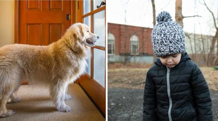 Golden Retriever fanatically barks at toddler in neighbor’s driveway - leads to 911 arriving within seconds to rescue him