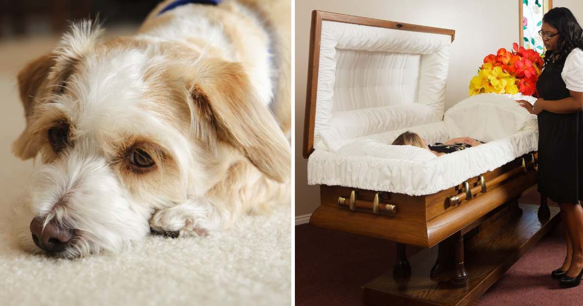 (L) A sad-looking poodle mix (R) An open casket. (Representative Cover Image Source: Getty Images | (L) Kativ, (R) O2O Creative)