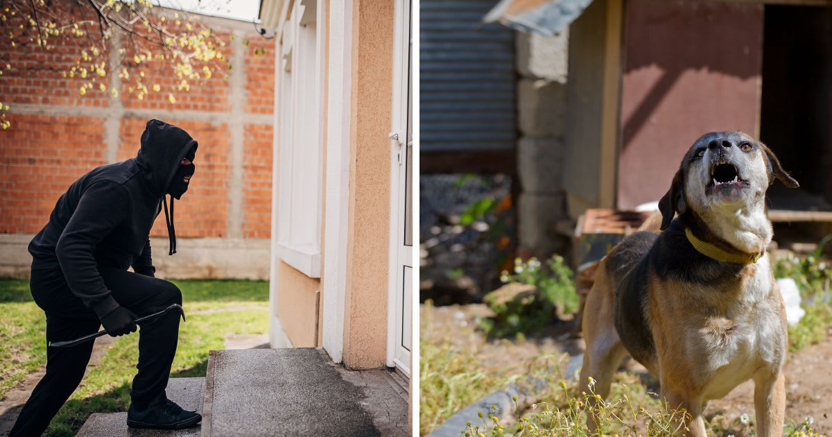 (L) Criminal dressed all in black trying to break in house, (R) Angry Security Dog in Front of a House. (Representative Image Source: Getty Images | (L) bahadir-yeniceri,	(R) South_agency)

