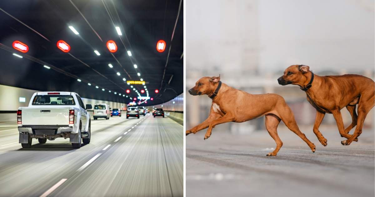 (L) A busy street; (R) Two dogs running on the street (Representative Cover Image Source: Getty Images | (L) Andrew Merry; (R) Ksenia Raykova)