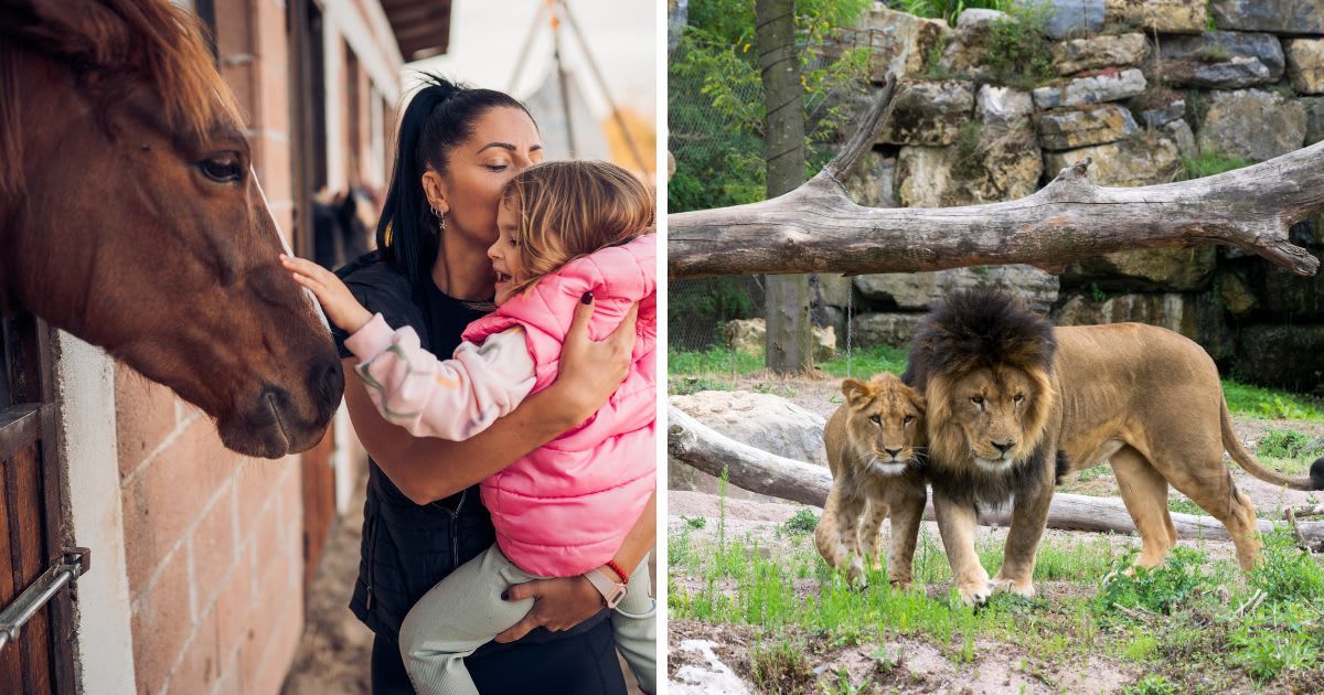 (L) Mother and daughter with a horse, (R) A female and male lion. (Representative Cover Image Source: Getty Images |(L) Nikola Stojadinovic, (R) Jonas Pattyn)
