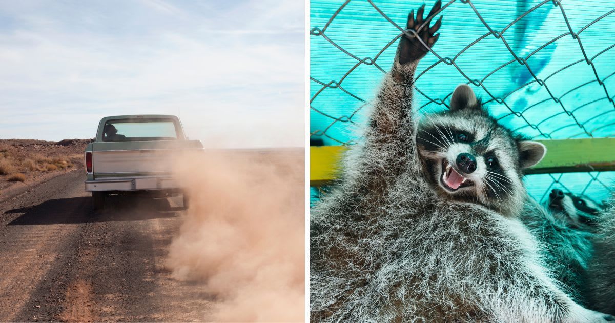 L: Pick-up truck driving; R: Happy raccoon character raising paws in welcoming gesture. Representative Cover Image Source: Getty Images | L: David Engelhardt; R: Ivan Kyryk